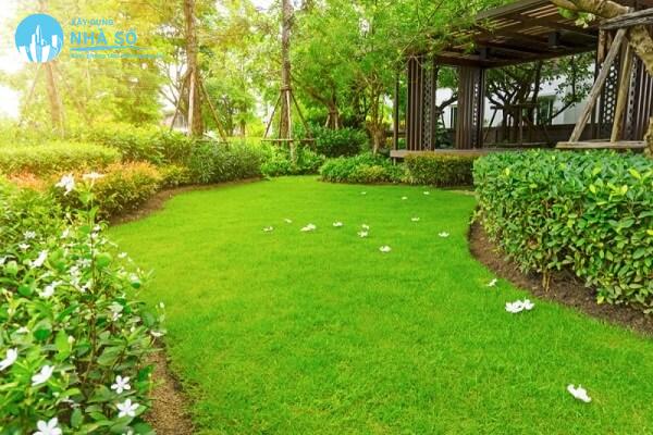 Các loại cây cỏ trồng sân vườn đẹp và thông dụng hiện nay