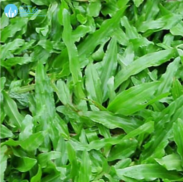 Cỏ lá gừng