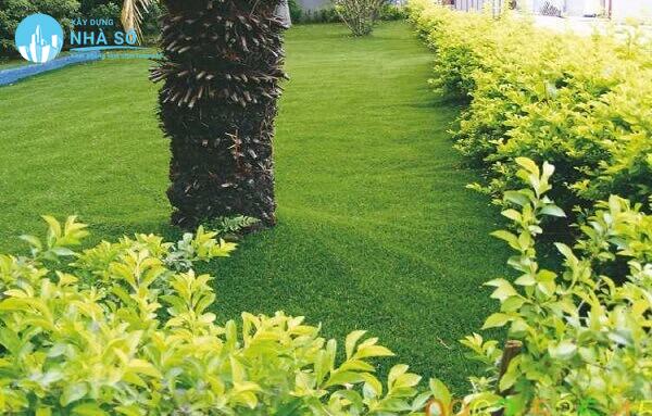 Cỏ sân vườn đẹp kết với với các cây cảnh hoa tạo nên vẻ đẹp cho sân vườn