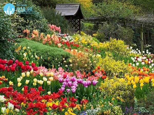 Top các loài hoa sân vườn đẹp được trang trí phổ biến